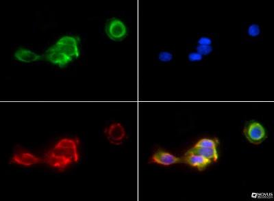 Nuclei and alpha-tubulin were counterstained with DAPI (blue) and Dylight 550 (red).