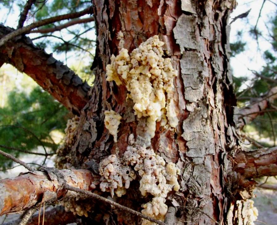 Ponderosa and Austrian pines in western Nebraska injured by warm fall temperatures that rapidly dropped to below freezing Zimmerman pine moths Three species of Zimmerman pine moth (Dioryctria spp.