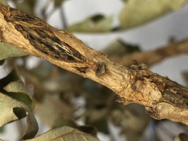17-Year cicada damage on many hardwoods Oaks, hackberries and other hardwoods in many areas of Nebraska were heavily damaged in 2015 by the 17-year cicada.