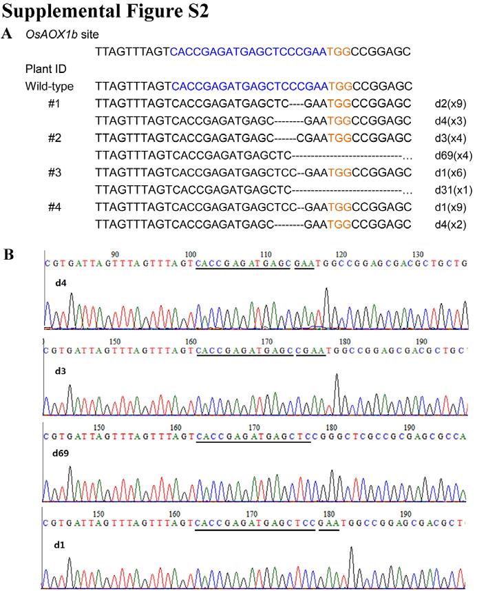 Supplemental Figure S2 Targeted mutations induced by CRISPR/Cas9 system at the OsAOX1b in T 0 generation of transgenic rice.