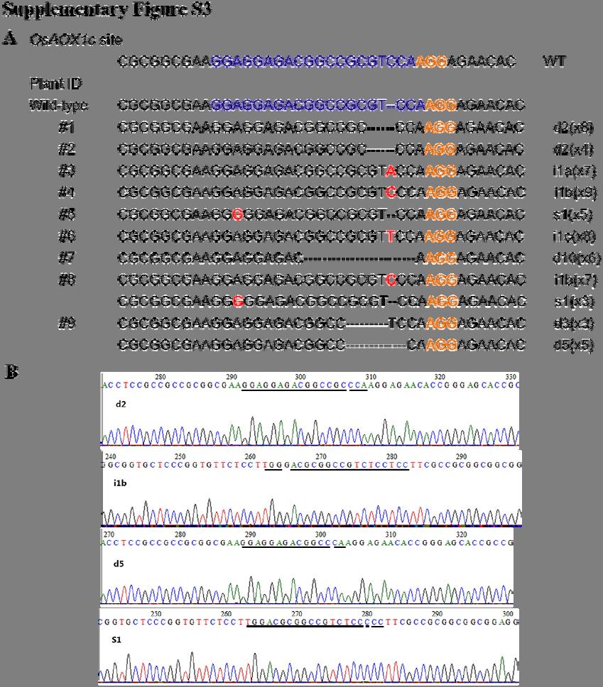 Supplemental Figure S3 Targeted mutations induced by CRISPR/Cas9 system at the OsAOX1c in T 0 generation of transgenic rice.