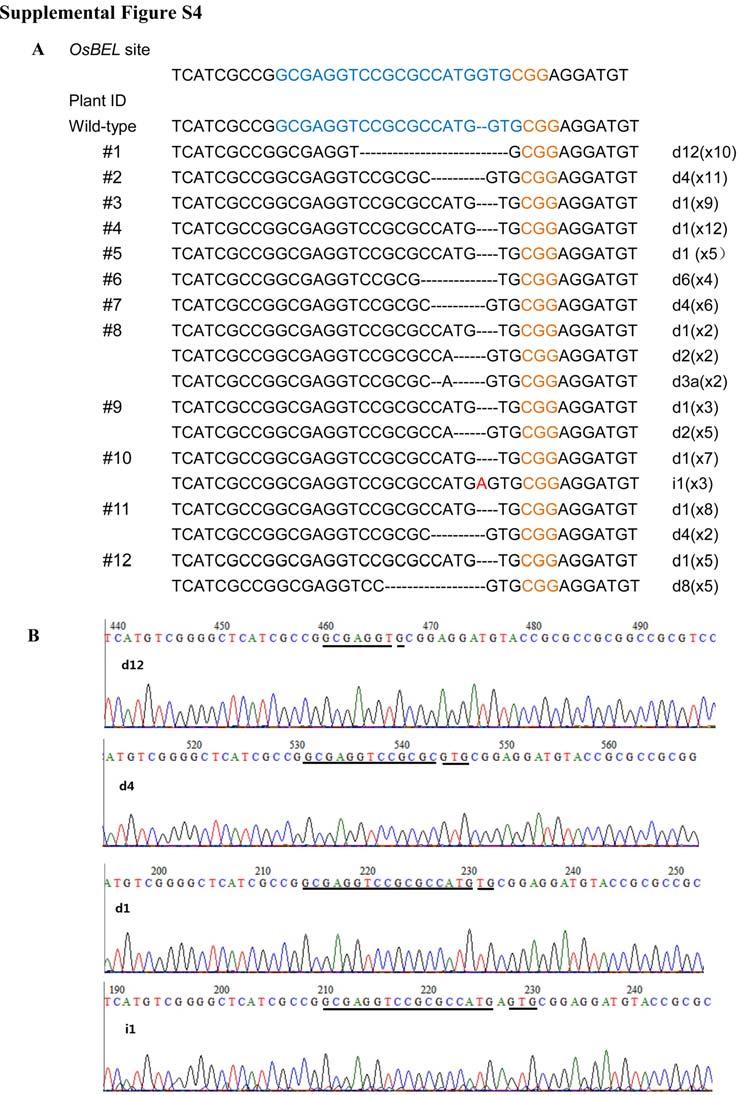 Supplemental Figure S4 Targeted mutations induced by CRISPR/Cas9 system at the OsBEL in T 0 generation of transgenic rice.