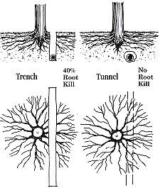 B. Trenching Trenching operations, when allowed to be used in the TPZ causes damage to that tree s root system.