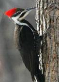 Examples of Winners Pileated Woodpecker