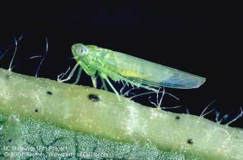 Population Dynamics of the Potato Leafhopper in Spring Cyfluthrin Treated Alfalfa Stubble vs.