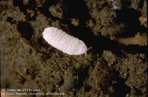 Ground Mealybug Below ground pest Small - about 1/16" long White powdery secretions