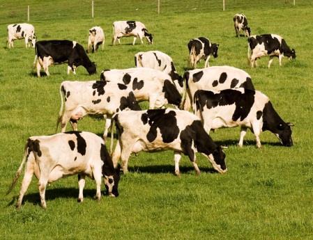 NATURAL ADVANTAGES GENERATING PREMIUM YIELDS Milk production of nearly 7,000 litres per cow per year is 20% higher than