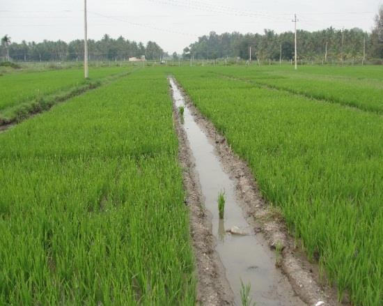 General view of standing crop after installation of sub surface