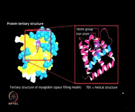 (Refer Slide Time: 19:36) 70% of main chain of Myoglobin is folded into alpha helices