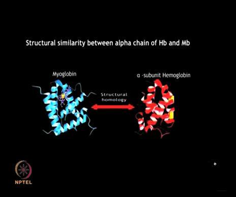 (Refer Slide Time: 26:16) The alpha helix arrangement of both proteins has been found to the same with the recurring structures being known as globin fold.