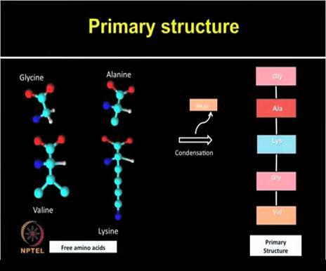 (Refer Slide Time: 04:20) Amino acids constitute basic monomeric unit of proteins and they are joined together by the peptide bonds.