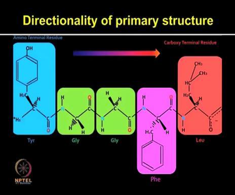 (Refer Slide Time: 05:01) Now what is the directionality of primary structure? The polypeptide chains have polarity. So one end is alpha amino group and other end is alpha carboxyl group.