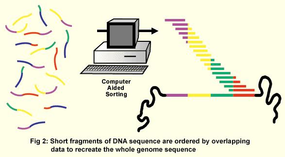 Computational assembly of DNA sequence Sequence assembly software was the