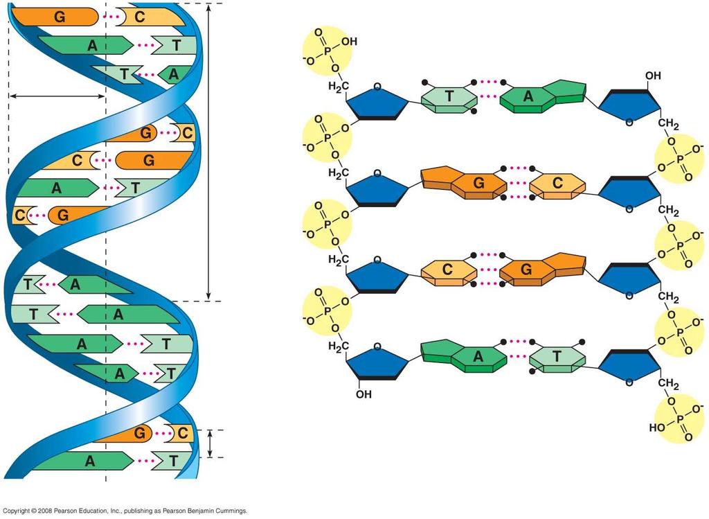 DNA structure Antiparallel double helix A-T and G-C