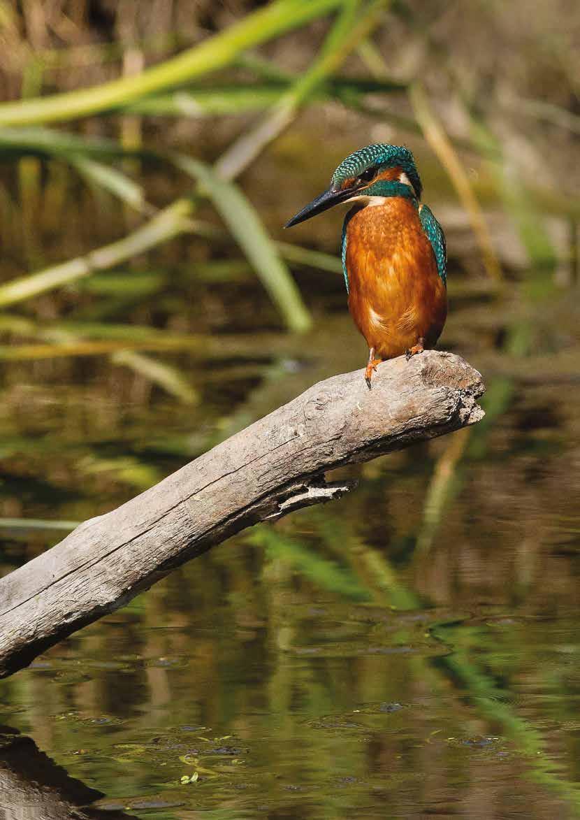 Kingfisher on Perch - River Mardyke