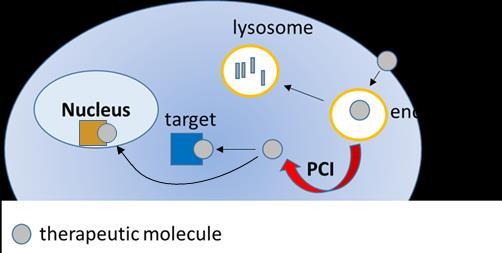 PCI TECHNOLOGY fimanac mode of action Target cell Nucleic Acid Therapeutics Endocytosis nucleic acid therapeutic Knockdown of gene