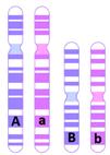 10. Below are two pairs of homologous chromosomes. Due to Mendel s law of independent assortment, what is the possible genetic make-up of gametes produced by this organism? A. AaBb B. Aa, Bb C.