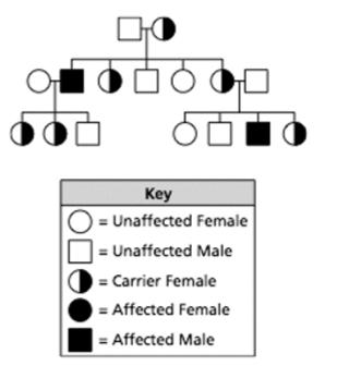 15. A pedigree is shown below. What type of trait is shown in the pedigree? A. sex-linked recessive B. sex-linked dominant C. autosomal recessive D. autosomal dominant 16.