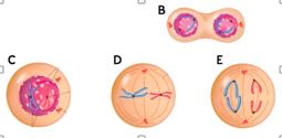 21. Which of the following statements correctly identifies the order and phases of Mitosis? A. C- Prophase, D- Metaphase, E- Anaphase, B- Telophase B.