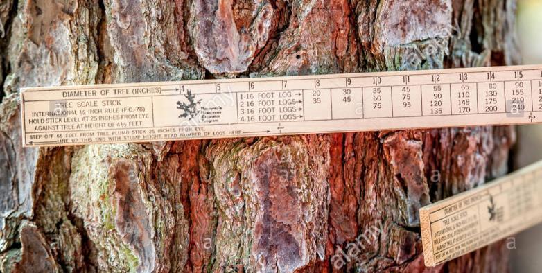 Tree scale stick example Example: The tree above measures 15 diameter.