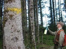 Trees are marked at eye level on at least two sides of tree so loggers can more easily see which trees are marked from any direction.