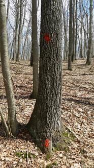 Timber Management Tip: Foresters will mark and tally the trees to be harvested prior to the implementation of a timber sale.