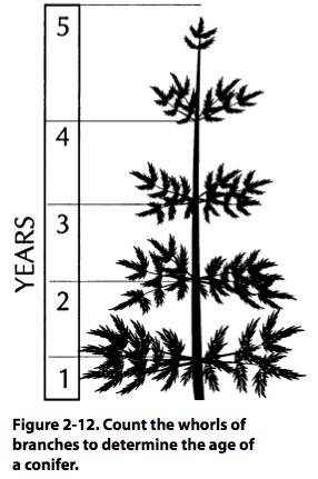 Note on Tree Diameter On young conifer seedlings, you can sometimes determine the age of the tree by counting the number of whorls.