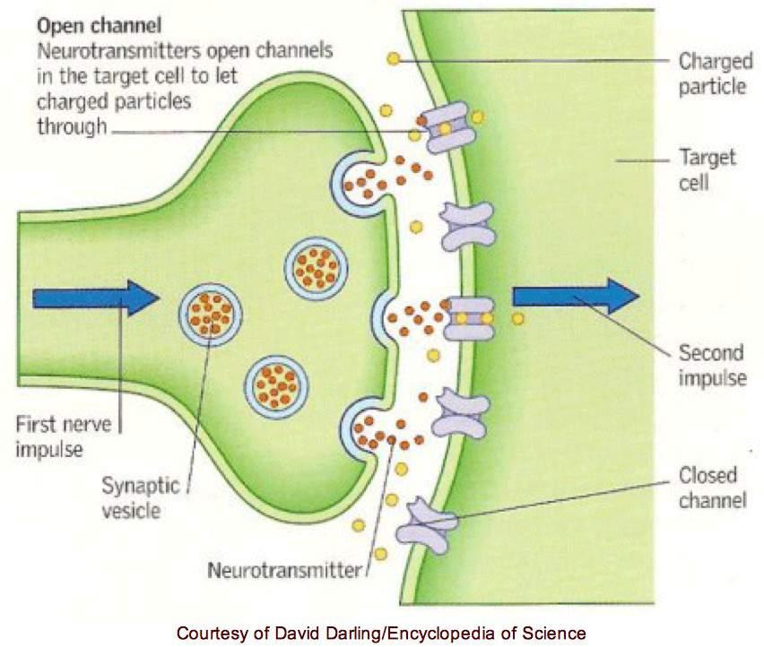 Neurotransmitters are released from synaptic vesicles of the presynaptic neuron and bind to