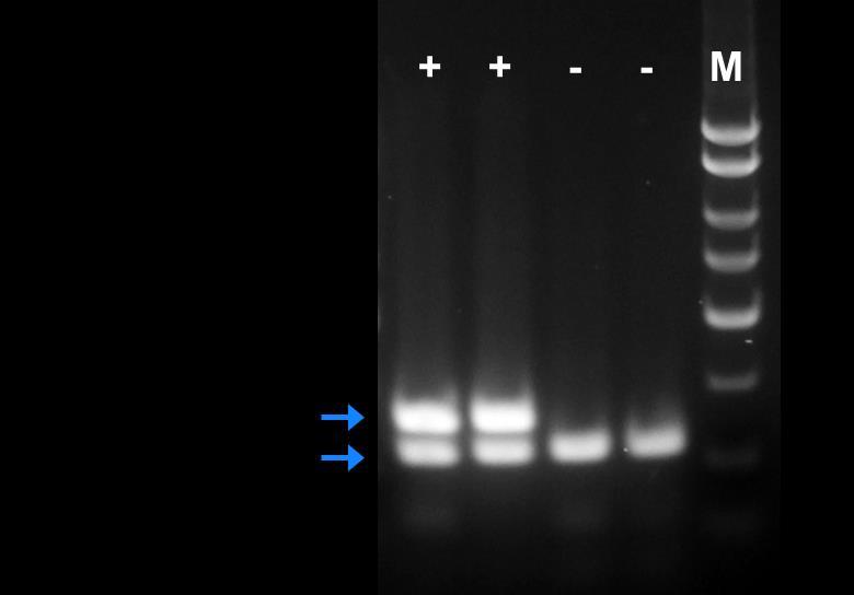 Figure 1: A representative 1X TAE, 1.4 % agarose gel showing the amplification of HLVd at different concentrations.