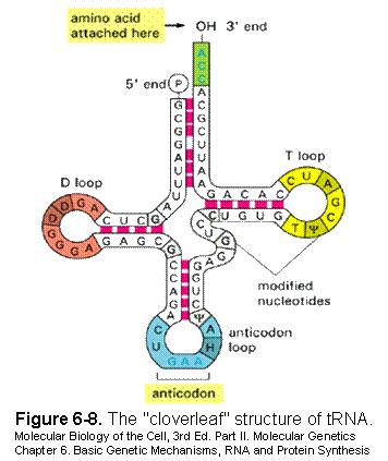 RNA RNA s structure is important to RNA