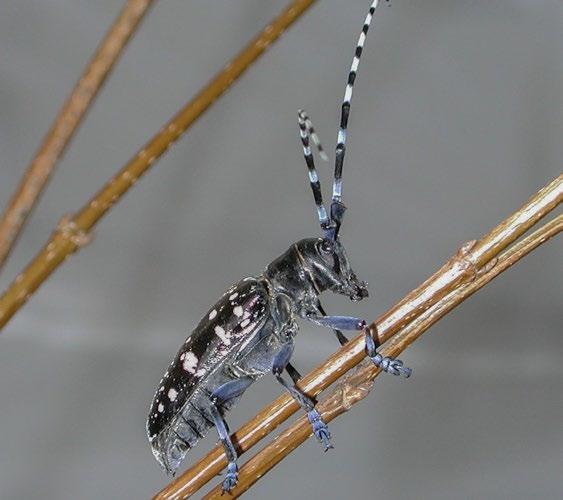 Field Identification Guide Asian and citrus longhorn beetles Photograph: