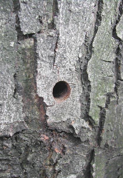 6 11 mm Circular exit hole on the stem of a tree infested with the Asian longhorn beetle.