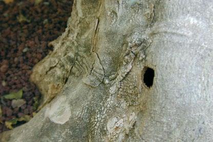 Circular exit hole (approximately 10 mm diameter) on the root flare of a tree infested