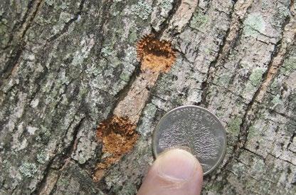 beetle. Mandible marks Egg pits Photograph: Joe Boggs, Ohio State University, Bugwood.