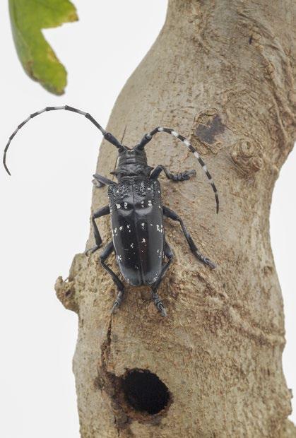 Citrus longhorn beetle and exit hole in branch.