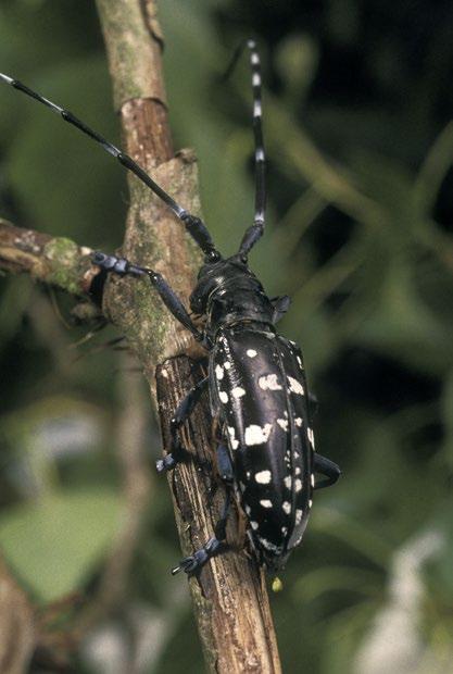 Asian longhorn beetle.