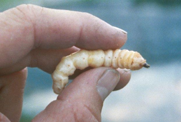 A mature larva of the Asian longhorn beetle.