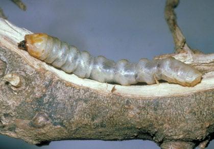 A mature larva of the citrus longhorn beetle.