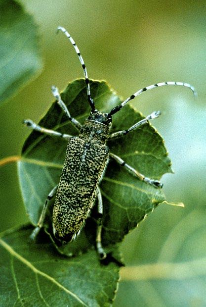 Look-alike signs and symptoms Large poplar beetle.
