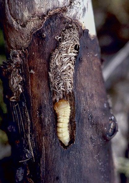 Look-alike signs and symptoms Large poplar beetle larva and tunnel packed with sawdust-like waste.