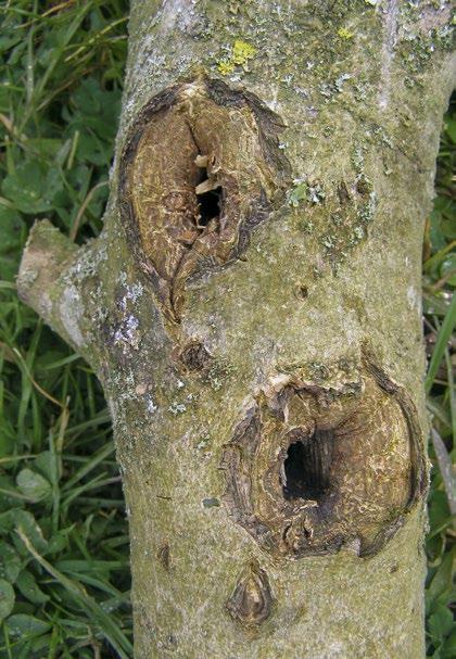 Look-alike signs and symptoms Damage caused by native moth species.