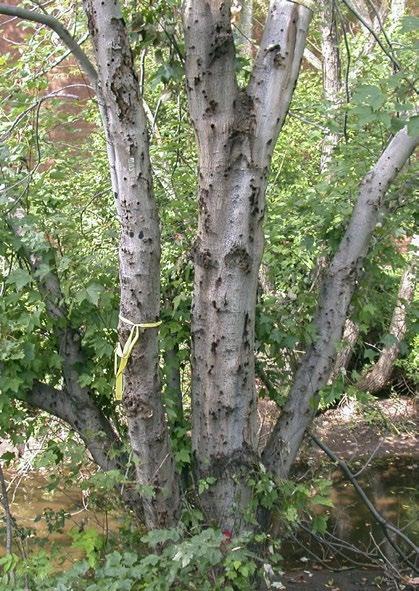 Damage to the stems of a tree infested with the Asian longhorn beetle.