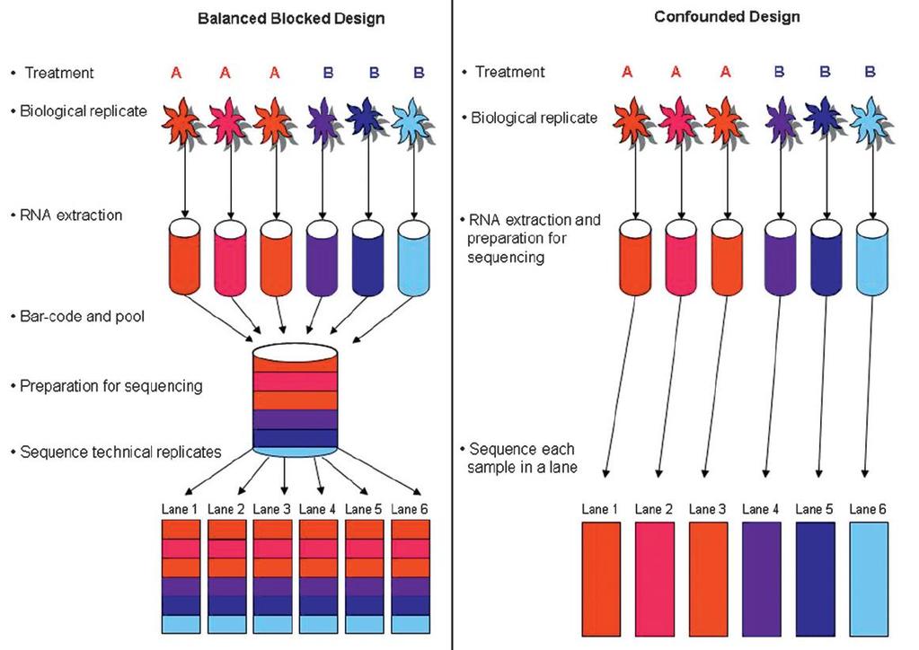 Balanced Block Design via bar-coding Two treatments (T A, T B ) ( red, blue ). Three biological replicates /treatment.