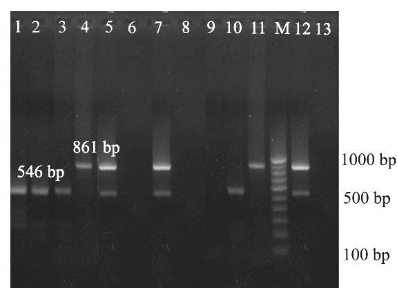 Extended spectrum β-lactamase genotypes in uropathogenic E. coli isolates (n =85). Number of strains n (%) simultaneously. PCR carried out on plasmid DNA alone indicated 50.5 % and 55.