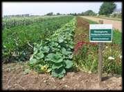 organic bred varieties International cooperation