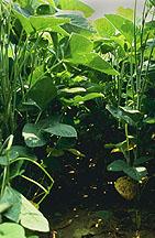 Soybeans: Domestic Soybean Crush Largest component of soybean use