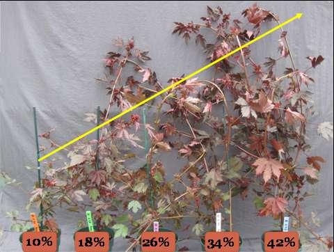 Our results show that sensor-controlled subirrigation is indeed feasible. We subirrigated Hibiscus acetosella Panama Red (pp #20,121) when the substrate water content dropped below 0.10, 0.18, 0.