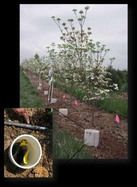 Existing Sensor Networks: During year 2, the existing networks (3-4 year-old Maple and Dogwood blocks; 2-year old transplant blocks and rootbox study) were continuously used for irrigation scheduling