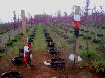 Hales and Hines is a major producer of Dogwood (Cornus florida cultivars), but also produces a wide range of shrubs and trees in 10, 15, 30 and 45- gallon containers.