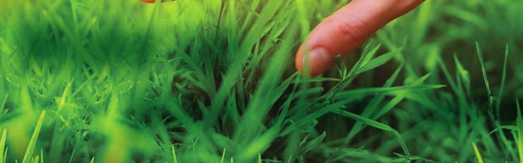 .. Lawn fertilizers properties... Lawn fertilizers products.